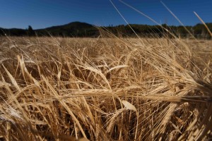 "In 2014 almost 90% of microbrewries sourced supplies of malted barley from within the RoI."