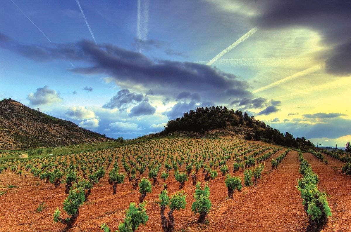 Wines from Rioja sought to keep Rioja’s high quality and premium wines at the forefront of people’s minds.