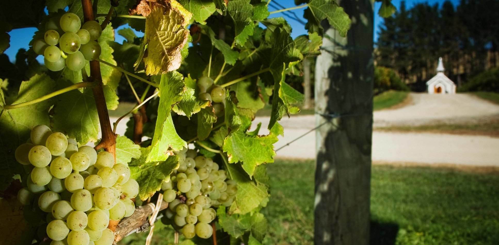 The theme of this year's Masterclass is the diversity of  New Zealand white wine styles.