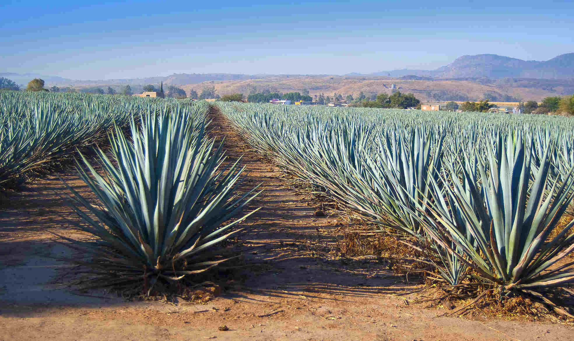 Consumers are beginning to get the category, showing a preference for those made with 100% Agave cactus plants rather than the more commonly-downed Tequilas made from mixed sugars.