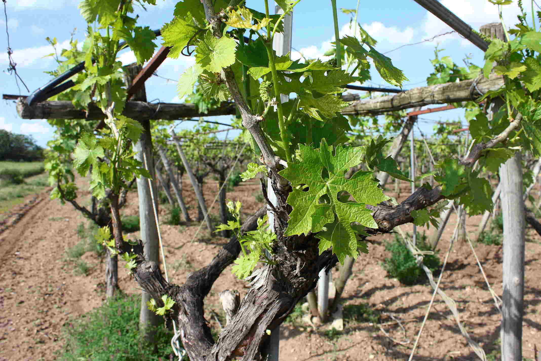 The largest growth in volume emanates from the Italian market which is receiving a boost from millennial consumers there “who’re reportedly drinking more wine than their parents,” according to the report.