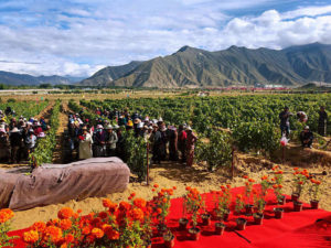 From a grape height: workers in the Cai Na Xiamg vineyard in Lhasa, the highest vineyard in the world.