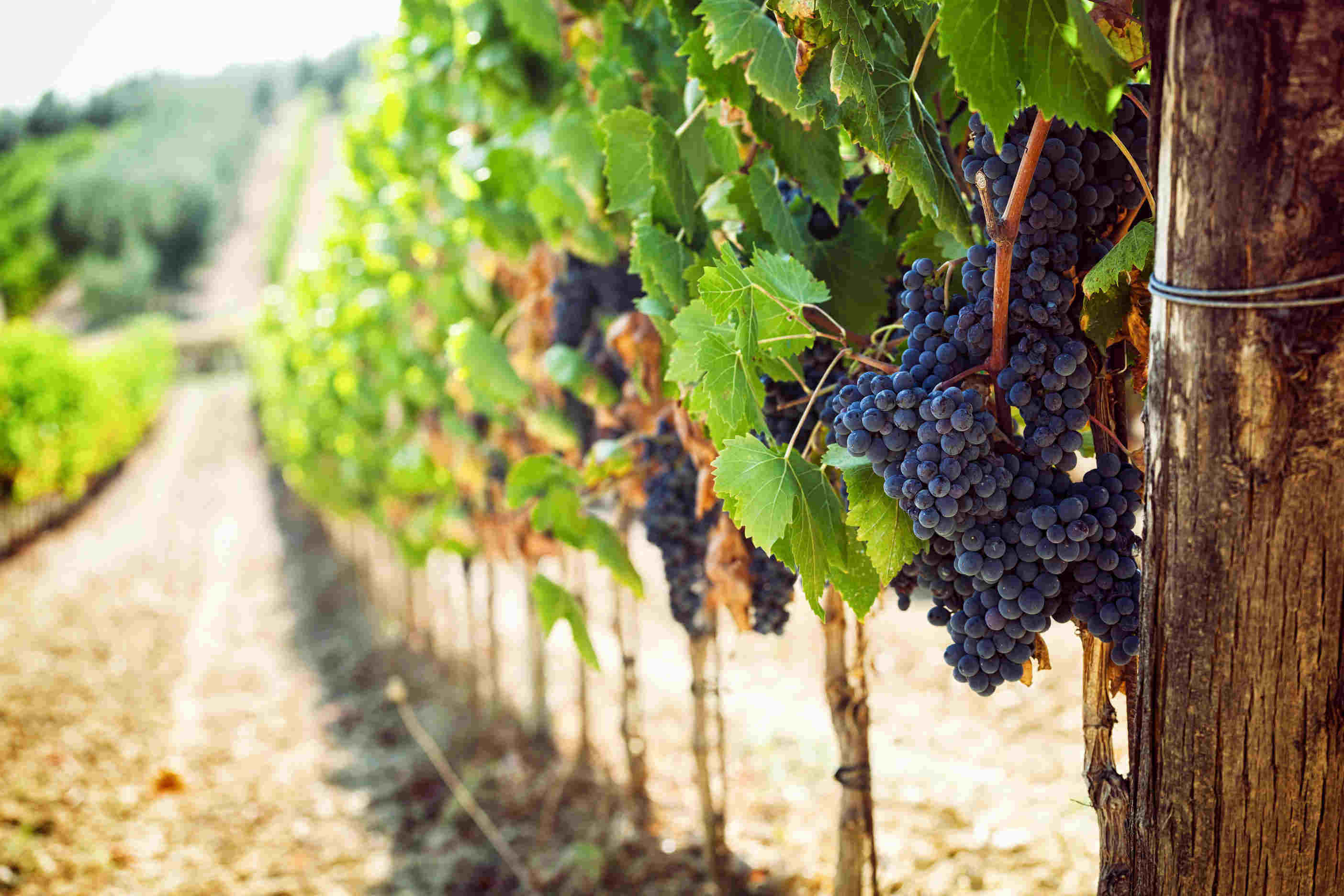 All countries in the EU saw a drop in production levels compared to those of last year with the exception of Portugal which was up 10% on 2018 stated the International Organisation of Vine and Wine.