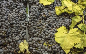Based on information collected from 30 countries representing 84% of worldwide wine production in 2019, 2020 world wine production is estimated at between 253.9 and 262.2 million hectolitres with a mid‑range estimate at 258 million hl.
